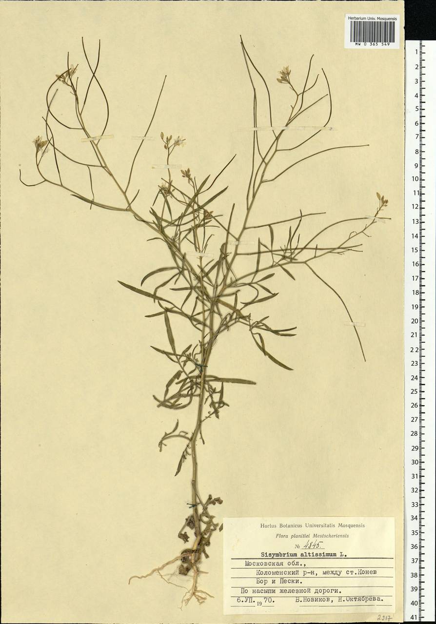 Sisymbrium altissimum L., Eastern Europe, Moscow region (E4a) (Russia)