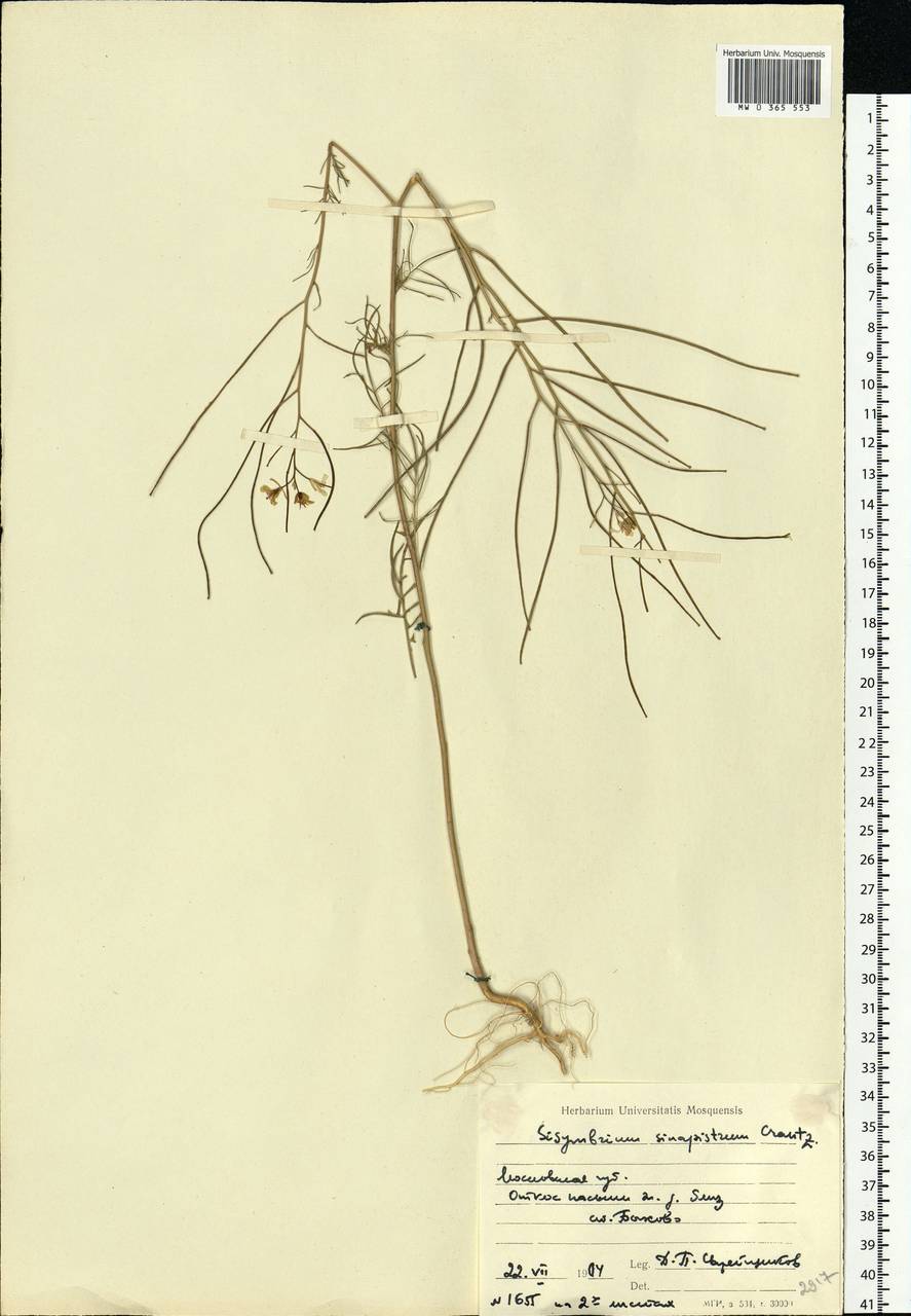 Sisymbrium altissimum L., Eastern Europe, Moscow region (E4a) (Russia)