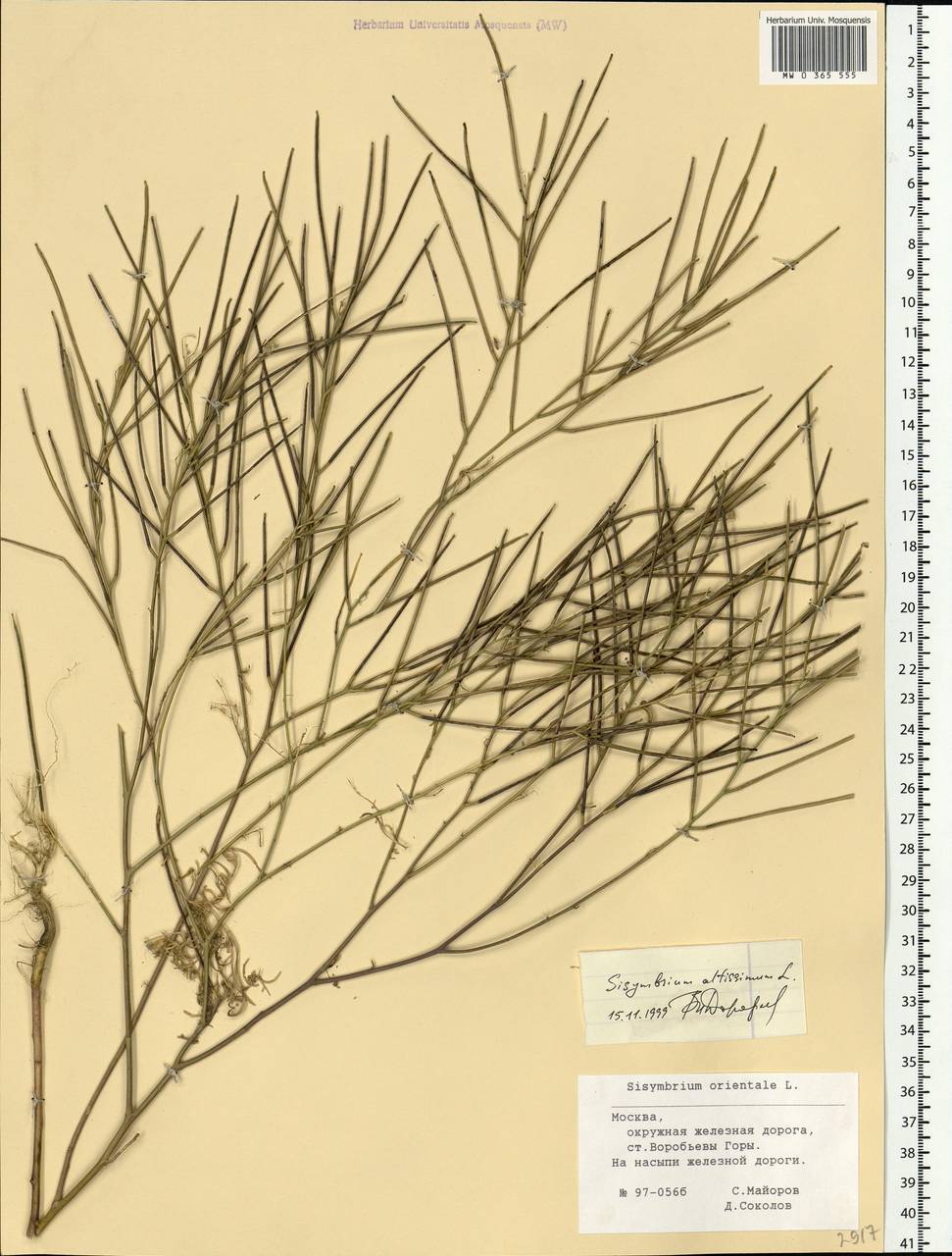 Sisymbrium altissimum L., Eastern Europe, Moscow region (E4a) (Russia)