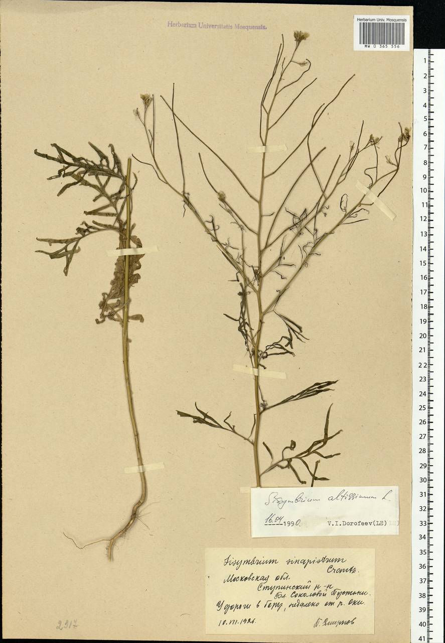 Sisymbrium altissimum L., Eastern Europe, Moscow region (E4a) (Russia)