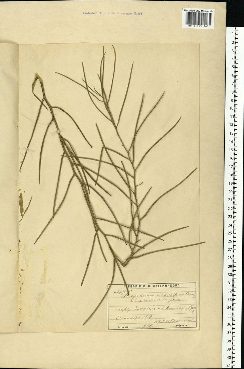 Sisymbrium altissimum L., Eastern Europe, Moscow region (E4a) (Russia)
