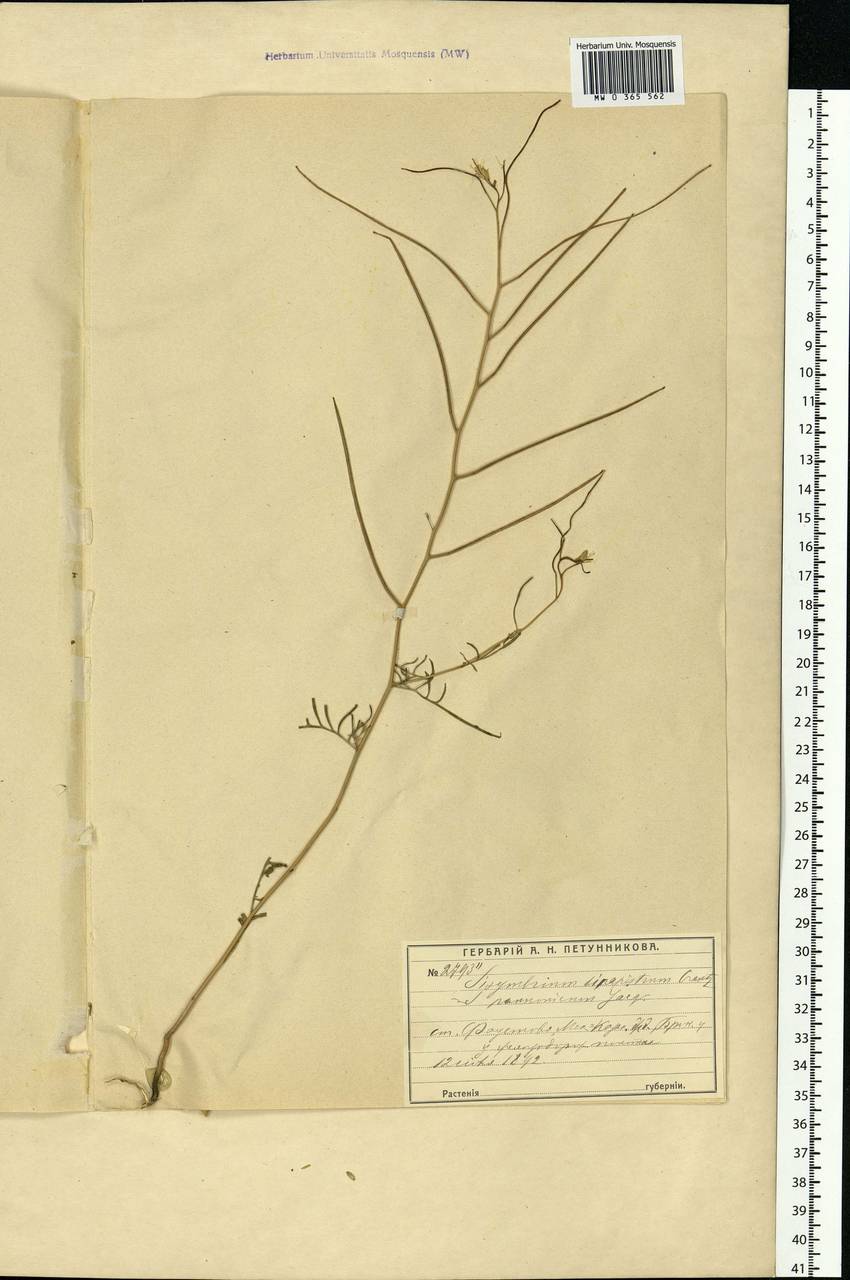 Sisymbrium altissimum L., Eastern Europe, Moscow region (E4a) (Russia)