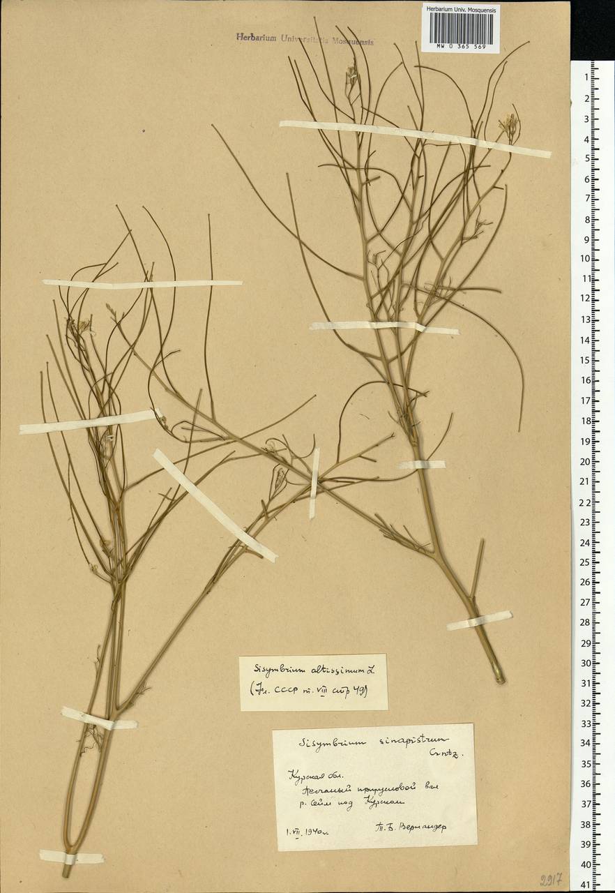 Sisymbrium altissimum L., Eastern Europe, Central forest-and-steppe region (E6) (Russia)
