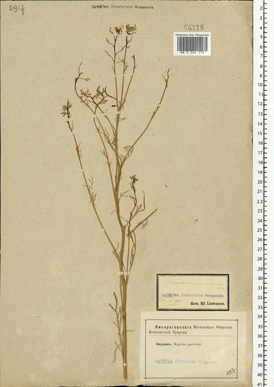 Sisymbrium altissimum L., Eastern Europe, Central forest-and-steppe region (E6) (Russia)