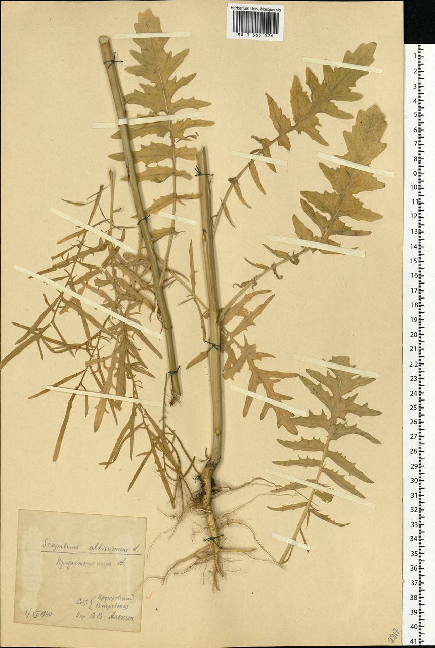 Sisymbrium altissimum L., Eastern Europe, Central forest-and-steppe region (E6) (Russia)