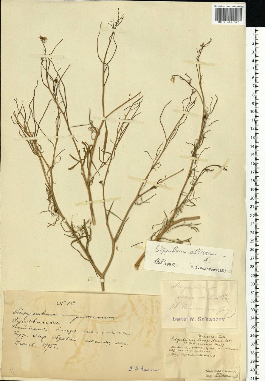 Sisymbrium altissimum L., Eastern Europe, Central forest-and-steppe region (E6) (Russia)