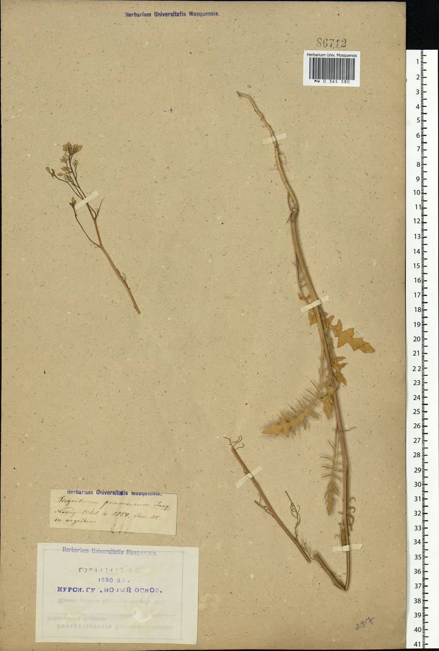 Sisymbrium altissimum L., Eastern Europe, Central forest-and-steppe region (E6) (Russia)