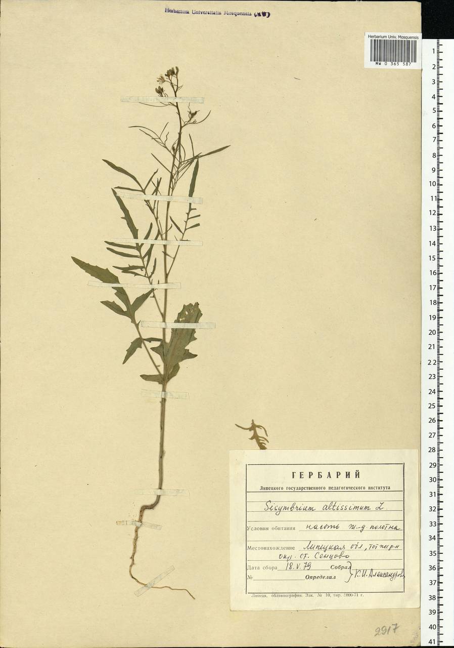 Sisymbrium altissimum L., Eastern Europe, Central forest-and-steppe region (E6) (Russia)