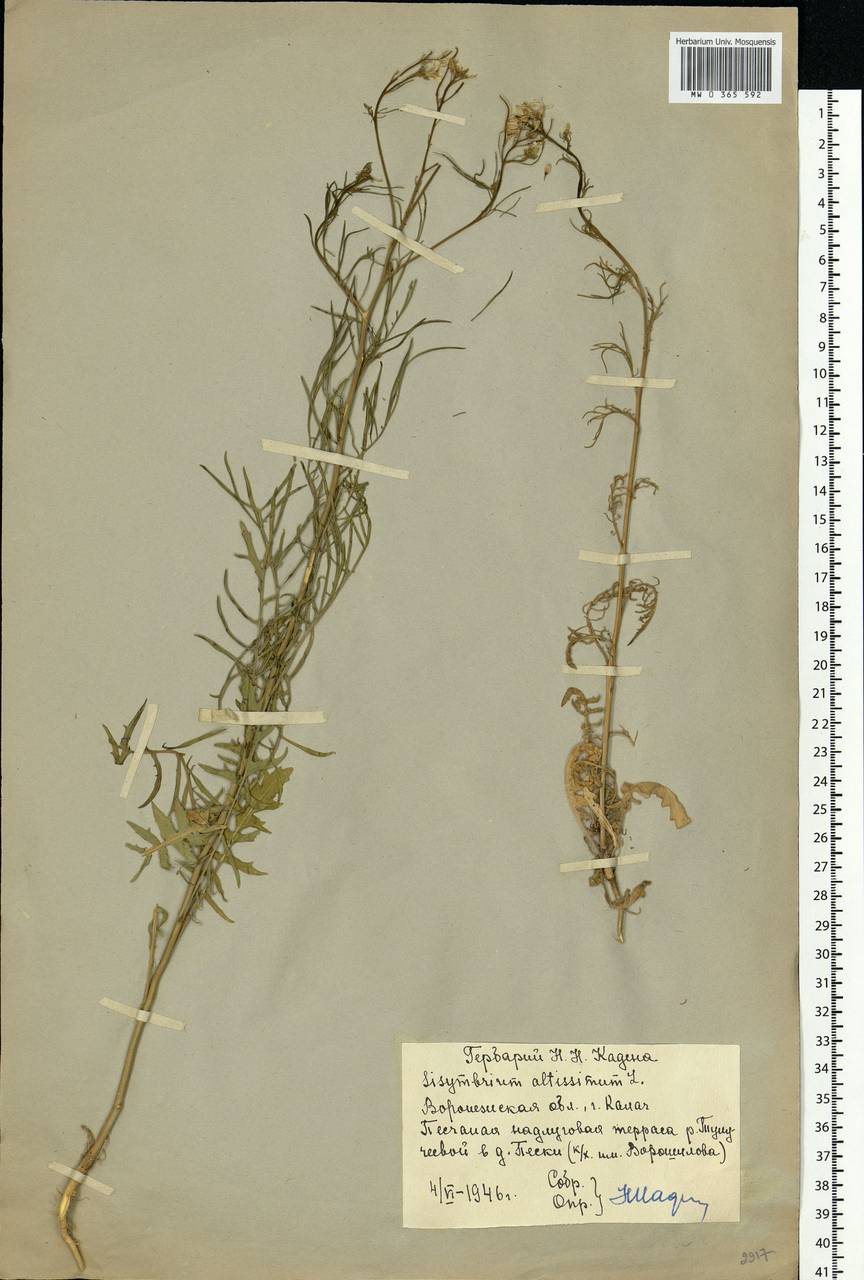 Sisymbrium altissimum L., Eastern Europe, Central forest-and-steppe region (E6) (Russia)