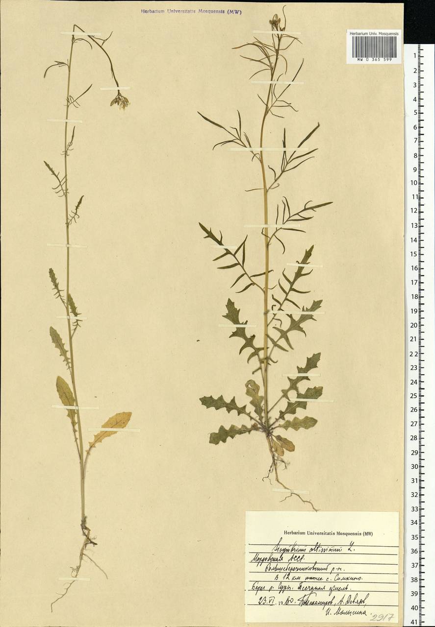 Sisymbrium altissimum L., Eastern Europe, Middle Volga region (E8) (Russia)