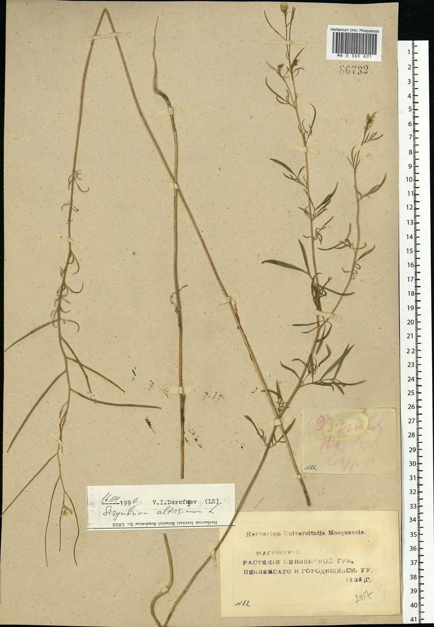 Sisymbrium altissimum L., Eastern Europe, Middle Volga region (E8) (Russia)