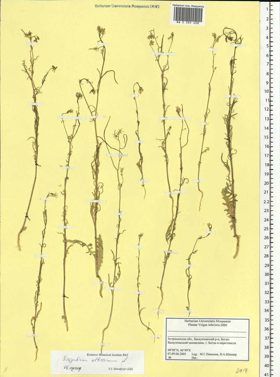 Sisymbrium altissimum L., Eastern Europe, Lower Volga region (E9) (Russia)