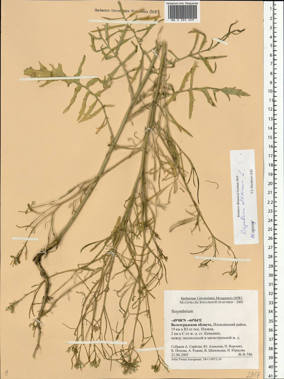 Sisymbrium altissimum L., Eastern Europe, Lower Volga region (E9) (Russia)
