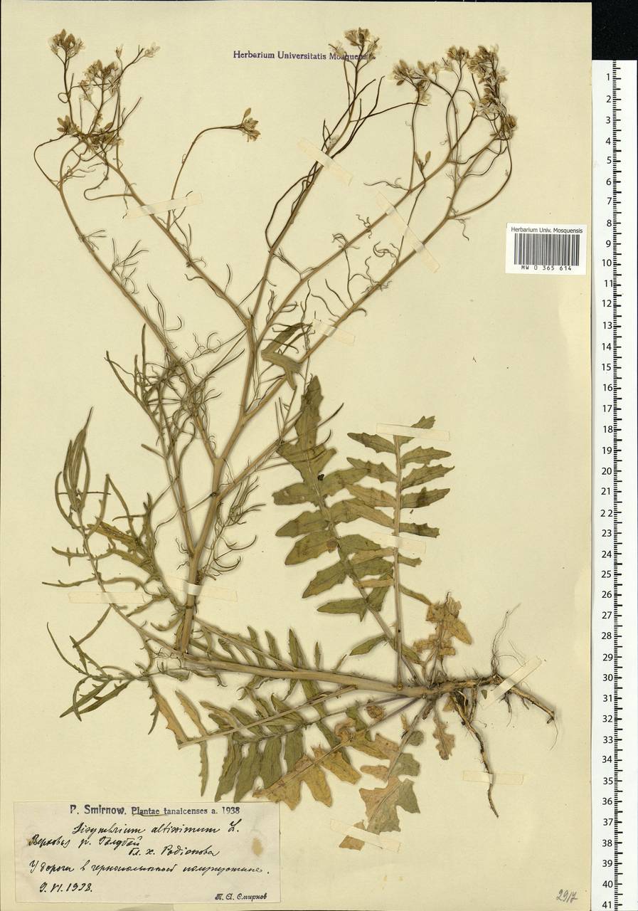 Sisymbrium altissimum L., Eastern Europe, Lower Volga region (E9) (Russia)