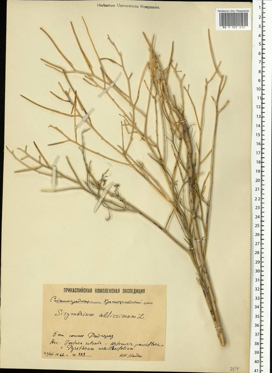 Sisymbrium altissimum L., Eastern Europe, Lower Volga region (E9) (Russia)