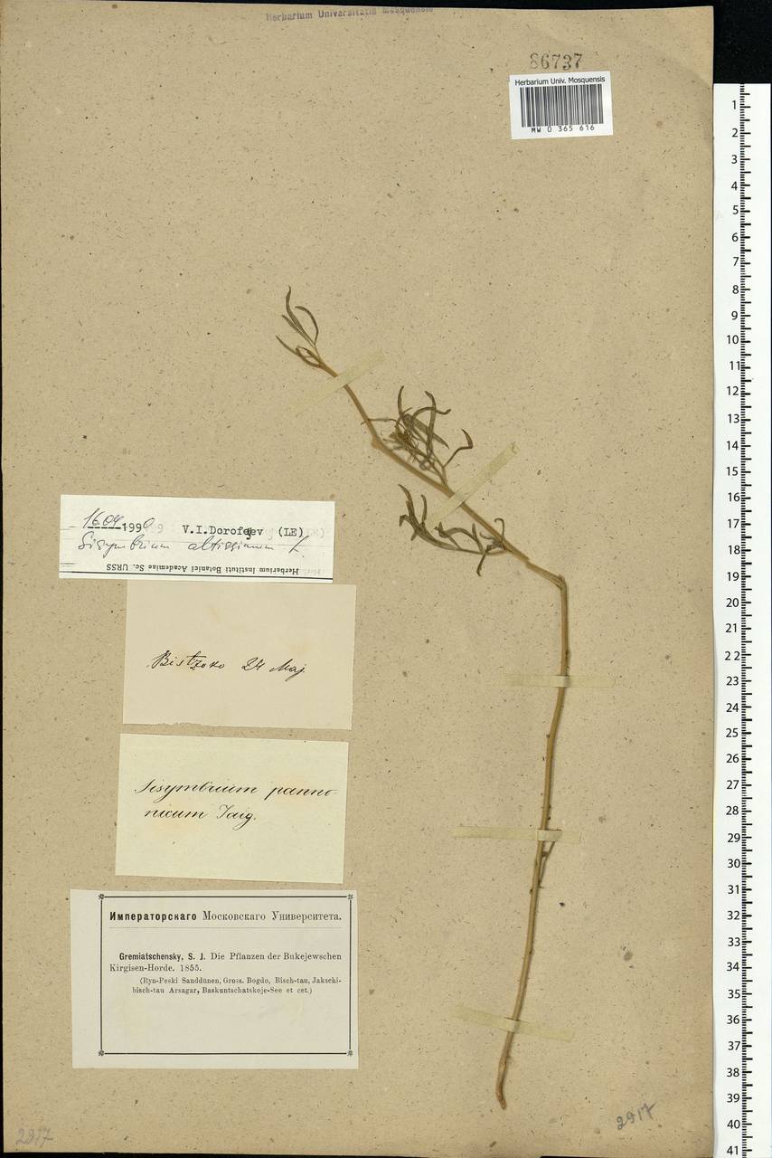 Sisymbrium altissimum L., Middle Asia, Caspian Ustyurt & Northern Aralia (M8) (Kazakhstan)
