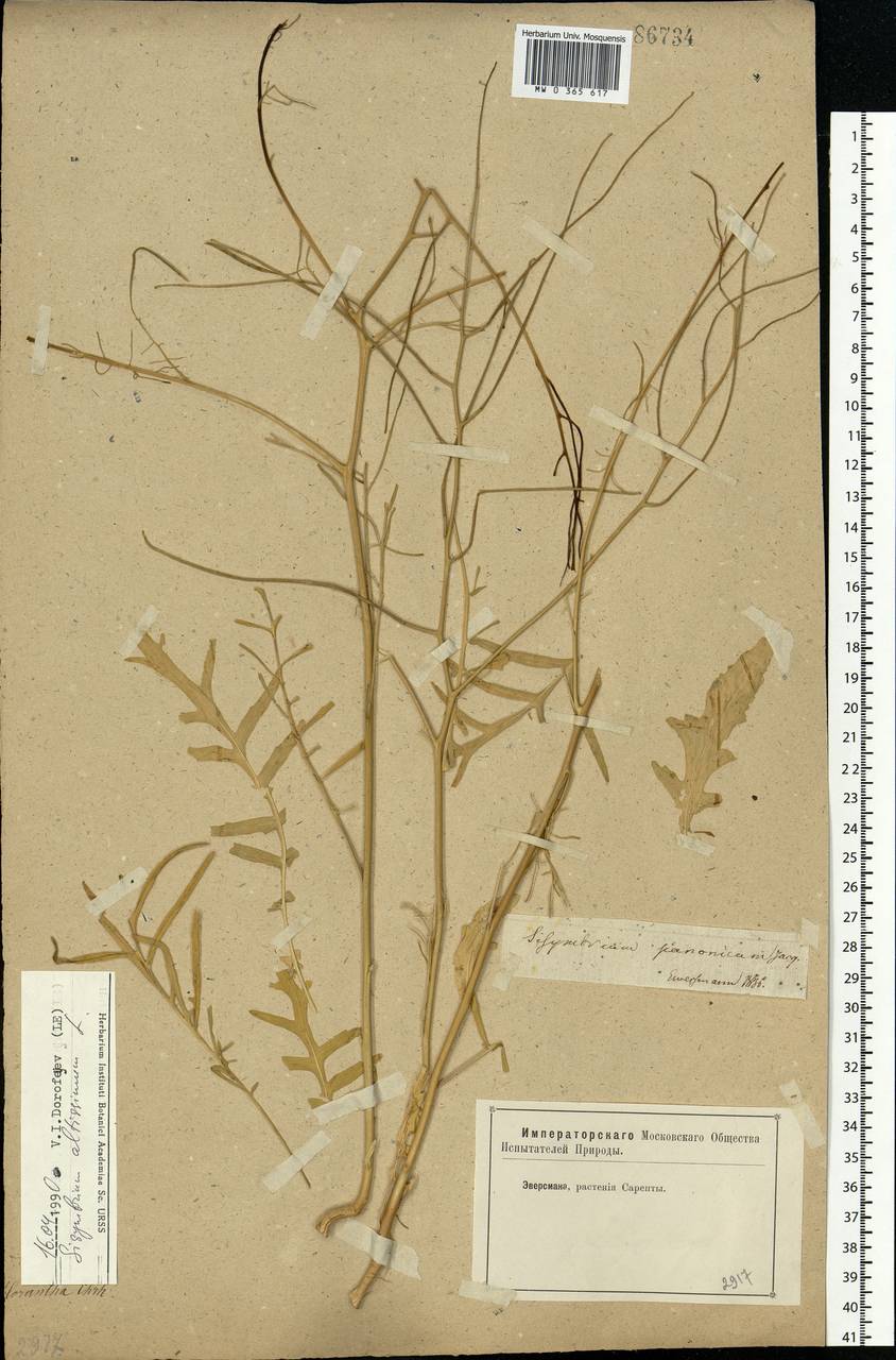Sisymbrium altissimum L., Eastern Europe, Lower Volga region (E9) (Russia)