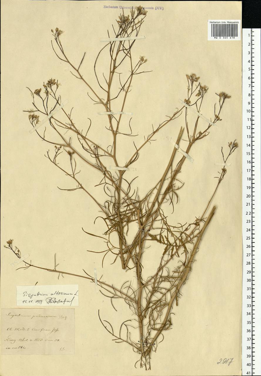 Sisymbrium altissimum L., Eastern Europe, Central forest-and-steppe region (E6) (Russia)