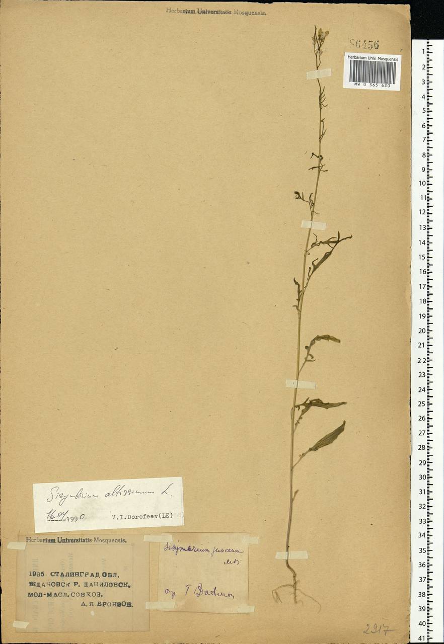 Sisymbrium altissimum L., Eastern Europe, Lower Volga region (E9) (Russia)