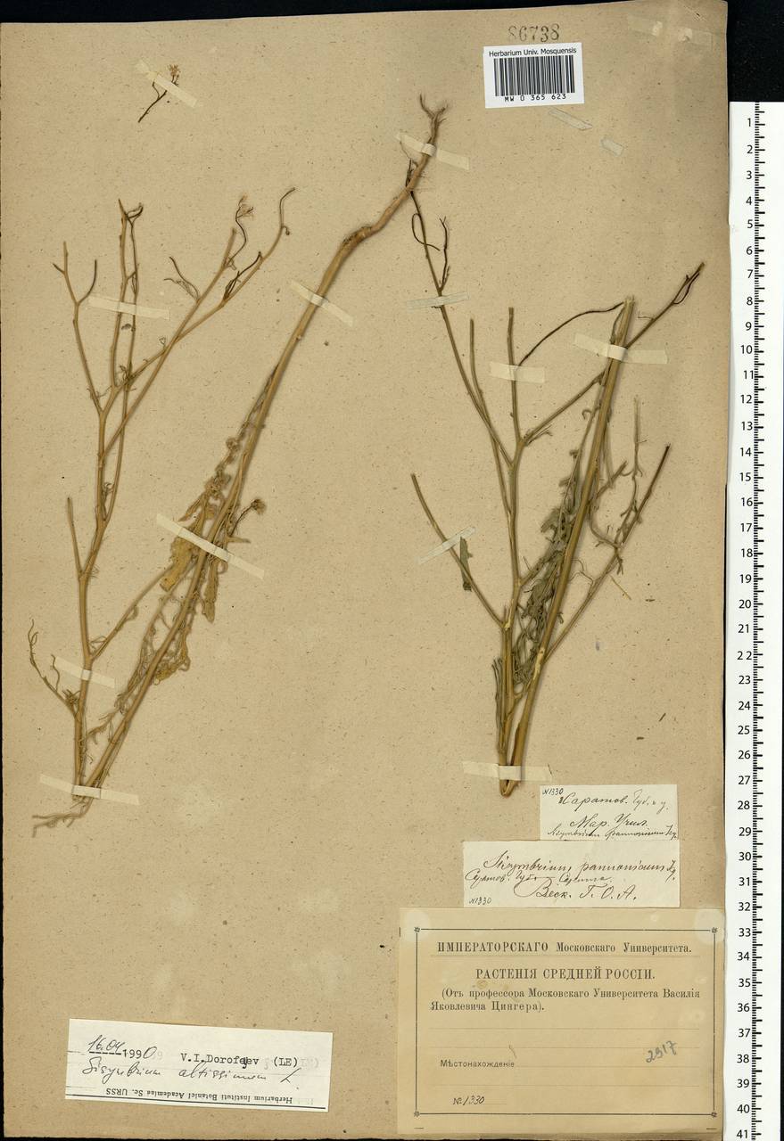 Sisymbrium altissimum L., Eastern Europe, Lower Volga region (E9) (Russia)