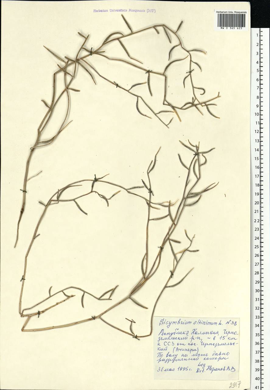 Sisymbrium altissimum L., Eastern Europe, Lower Volga region (E9) (Russia)