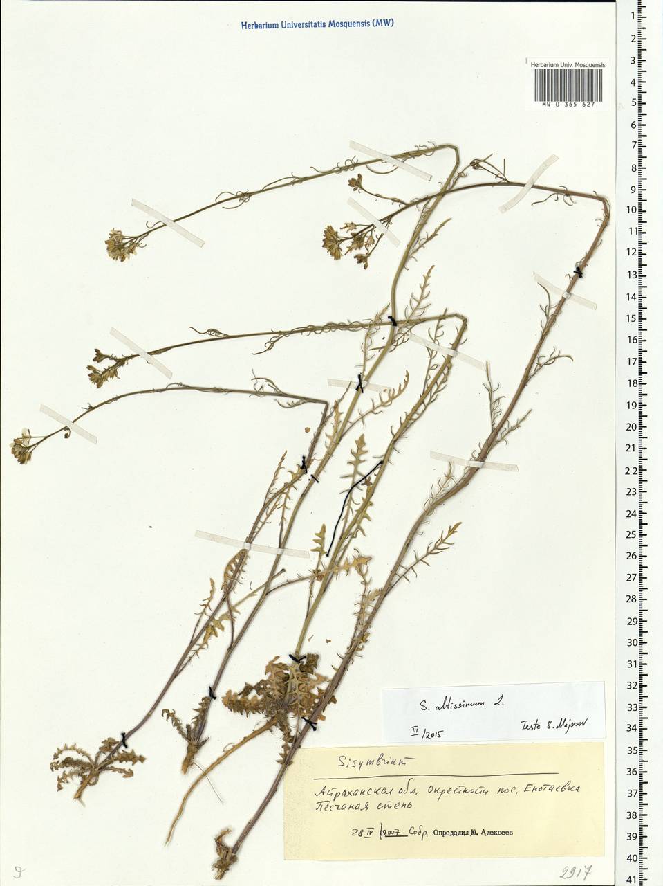 Sisymbrium altissimum L., Eastern Europe, Lower Volga region (E9) (Russia)