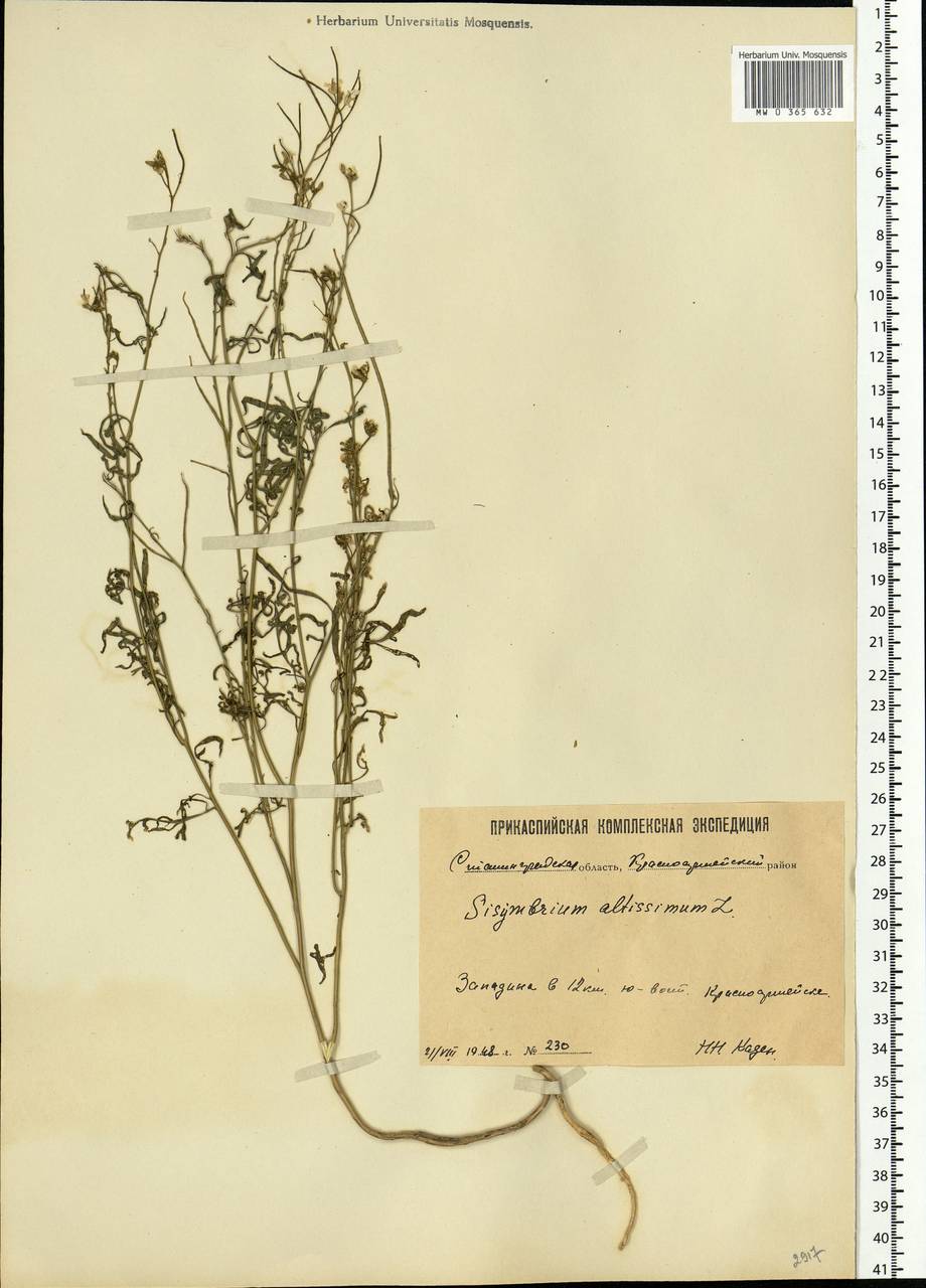 Sisymbrium altissimum L., Eastern Europe, Lower Volga region (E9) (Russia)