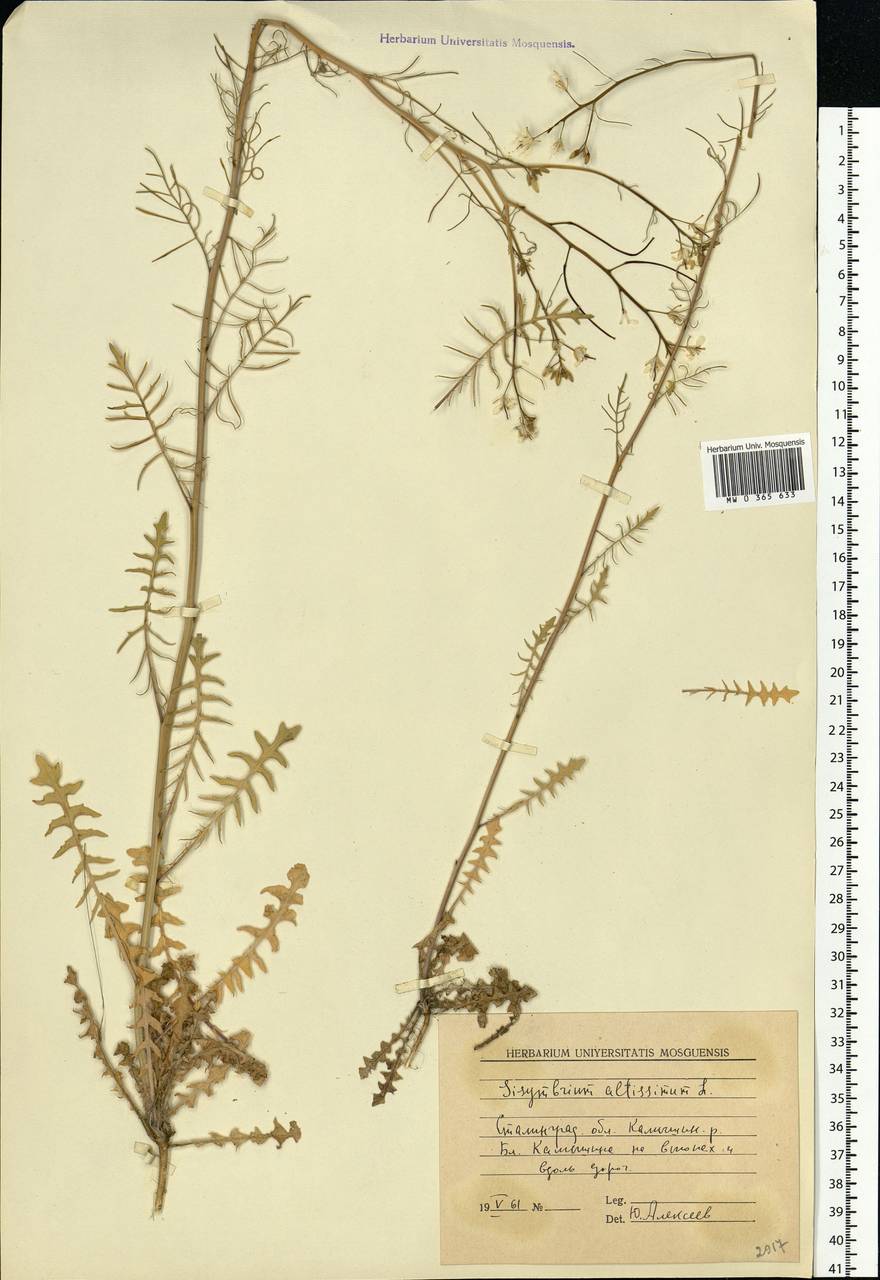 Sisymbrium altissimum L., Eastern Europe, Lower Volga region (E9) (Russia)