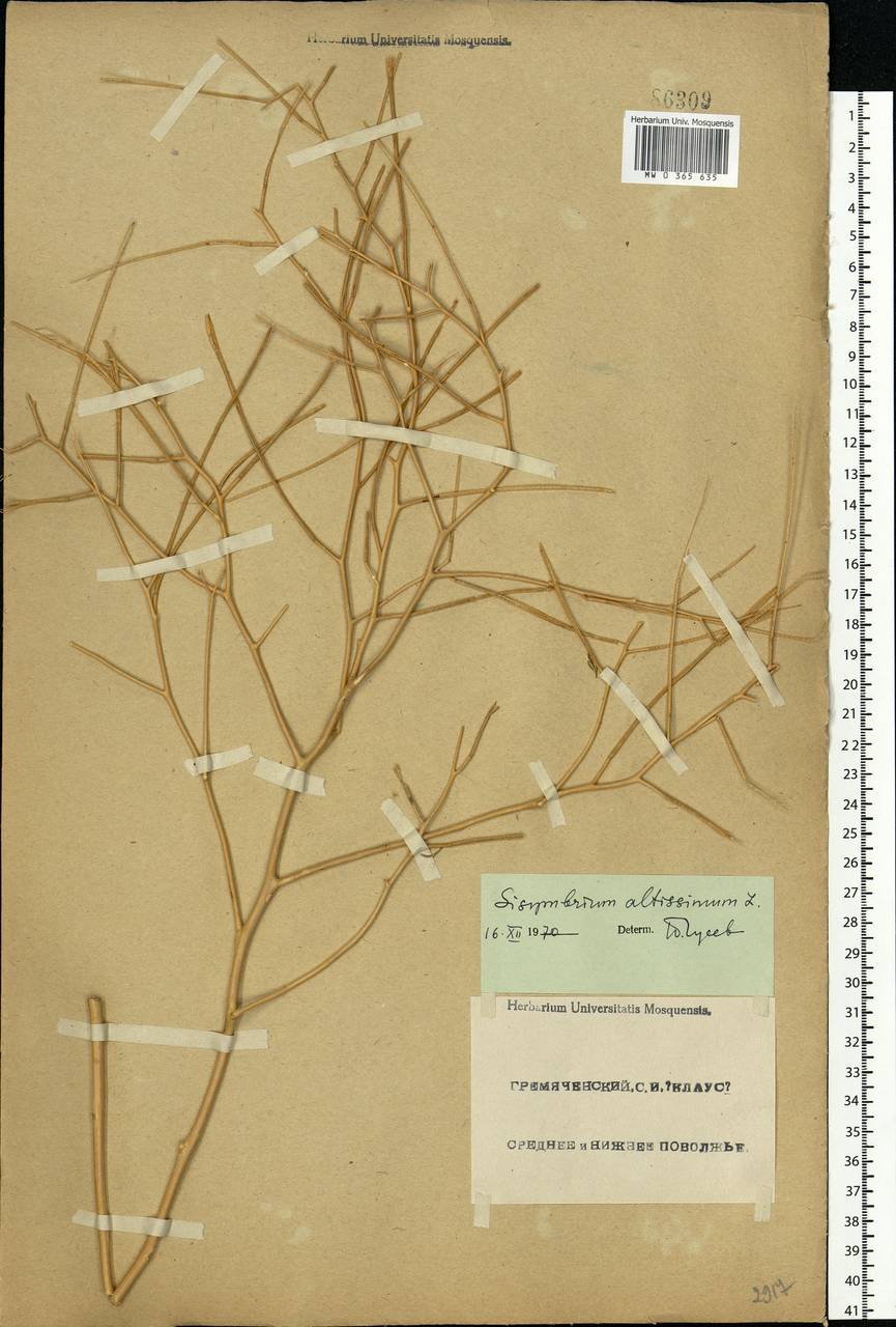 Sisymbrium altissimum L., Eastern Europe, Lower Volga region (E9) (Russia)