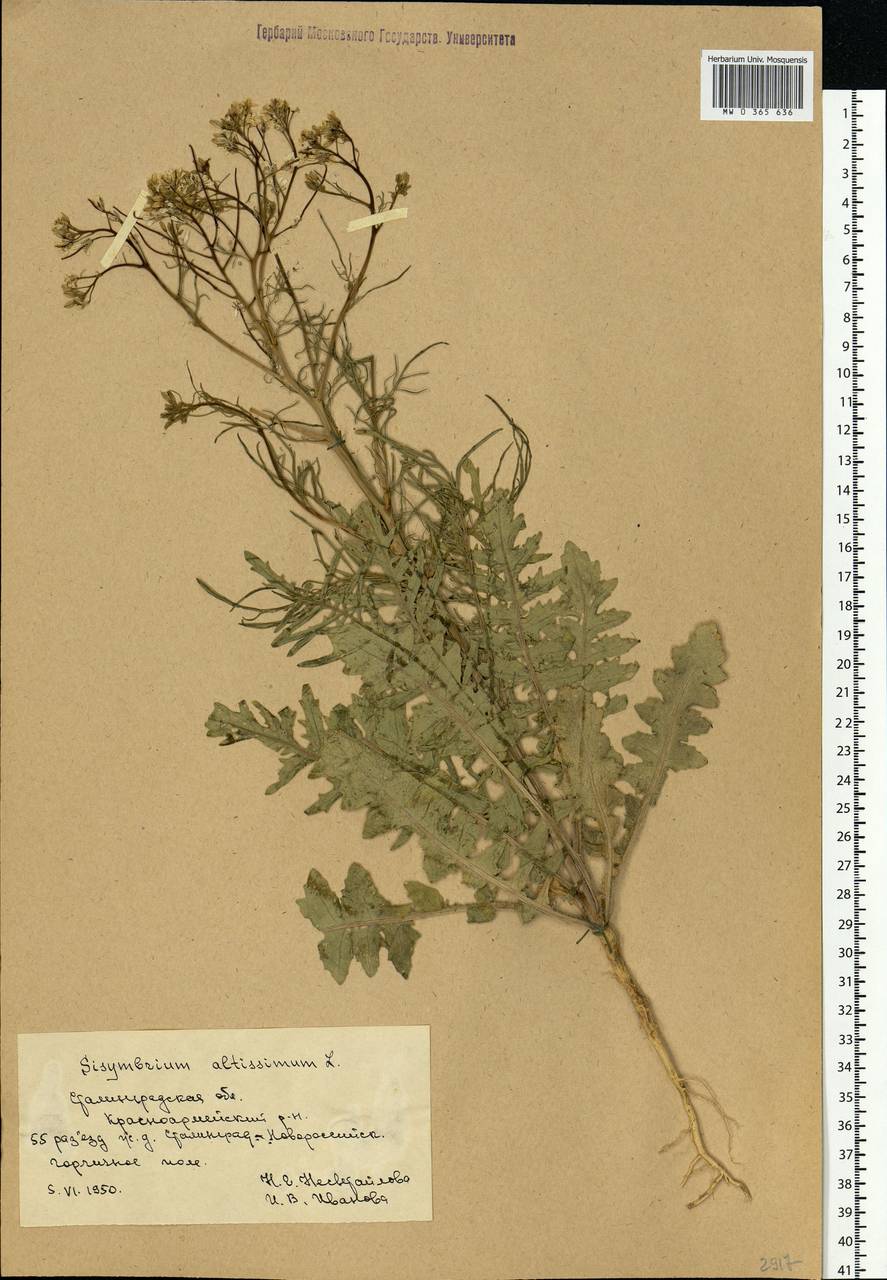 Sisymbrium altissimum L., Eastern Europe, Lower Volga region (E9) (Russia)