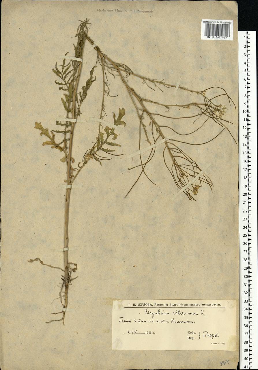 Sisymbrium altissimum L., Eastern Europe, Lower Volga region (E9) (Russia)