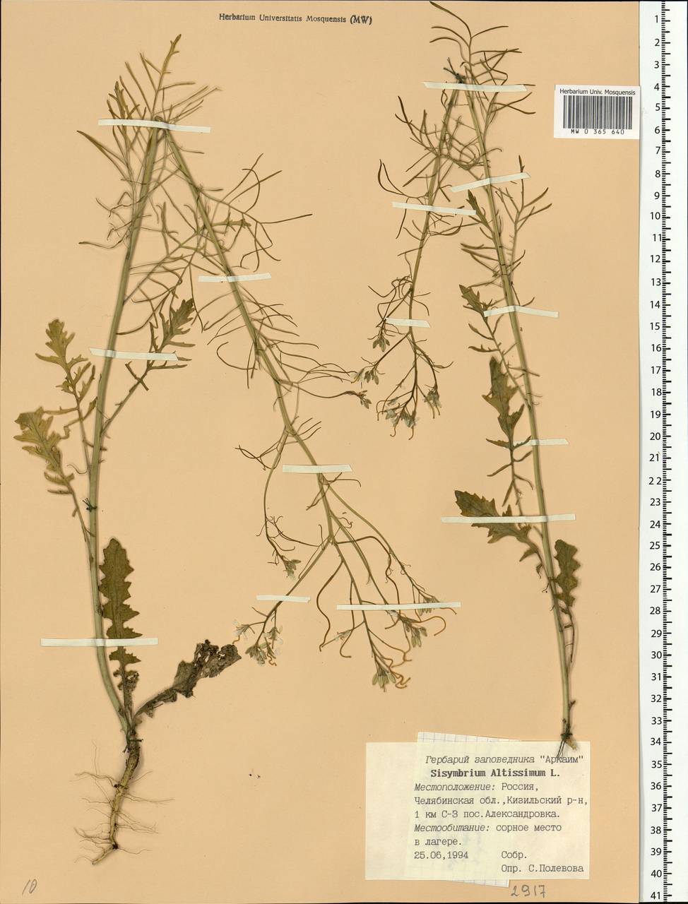 Sisymbrium altissimum L., Eastern Europe, Eastern region (E10) (Russia)