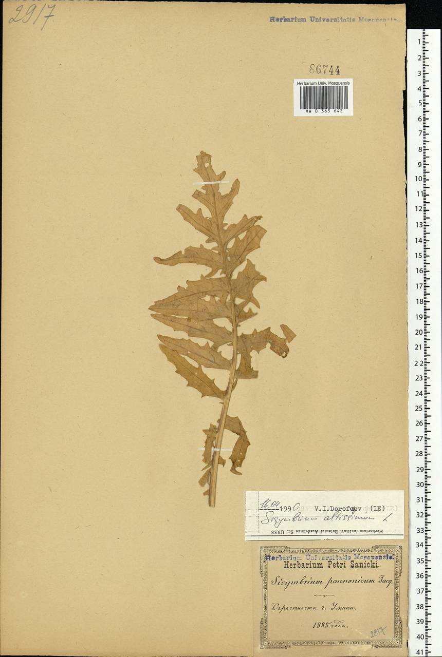 Sisymbrium altissimum L., Eastern Europe, North Ukrainian region (E11) (Ukraine)