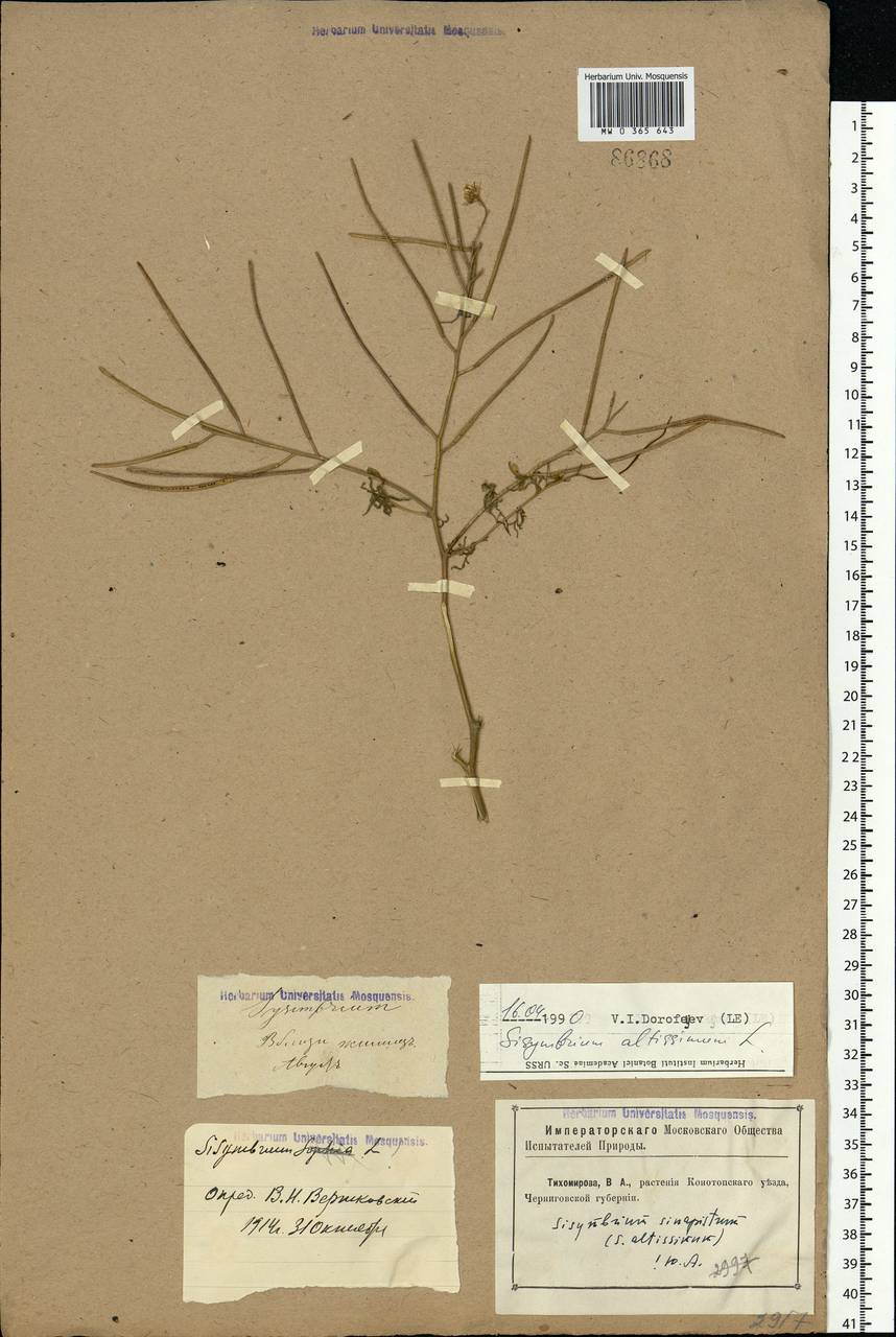 Sisymbrium altissimum L., Eastern Europe, North Ukrainian region (E11) (Ukraine)