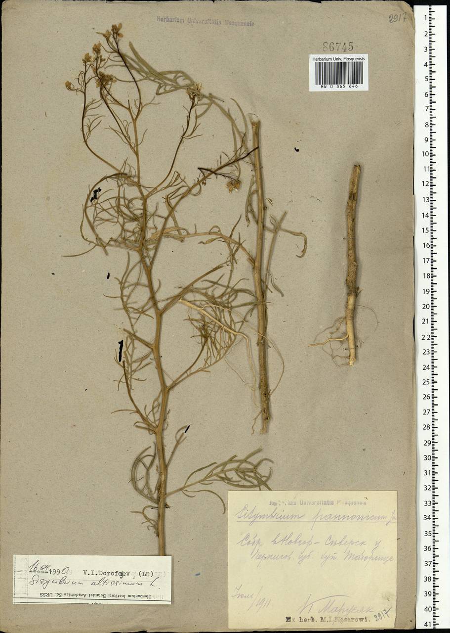 Sisymbrium altissimum L., Eastern Europe, North Ukrainian region (E11) (Ukraine)