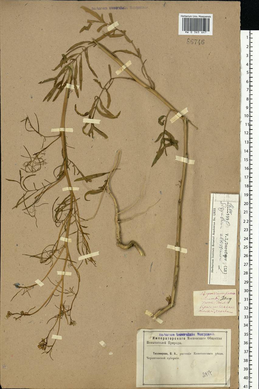 Sisymbrium altissimum L., Eastern Europe, North Ukrainian region (E11) (Ukraine)