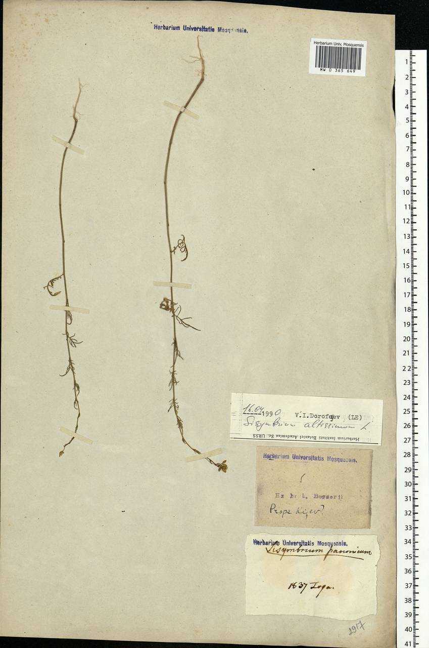 Sisymbrium altissimum L., Eastern Europe, North Ukrainian region (E11) (Ukraine)