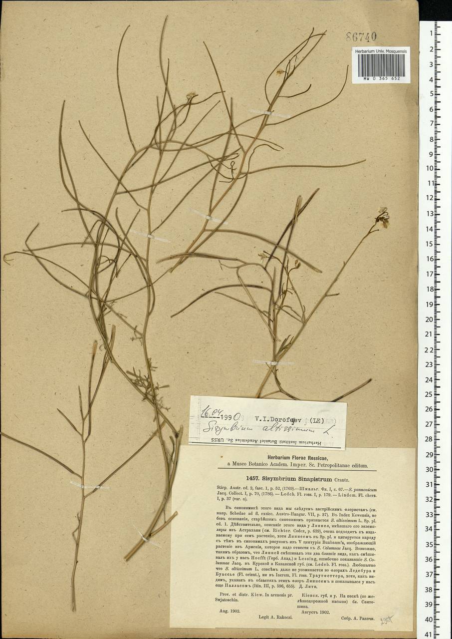 Sisymbrium altissimum L., Eastern Europe, North Ukrainian region (E11) (Ukraine)
