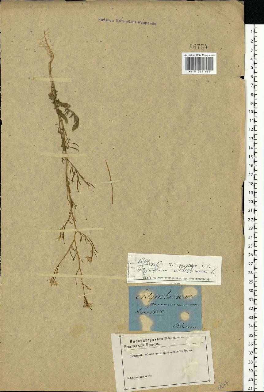 Sisymbrium altissimum L., Eastern Europe, South Ukrainian region (E12) (Ukraine)