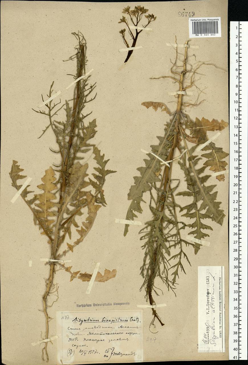 Sisymbrium altissimum L., Eastern Europe, South Ukrainian region (E12) (Ukraine)