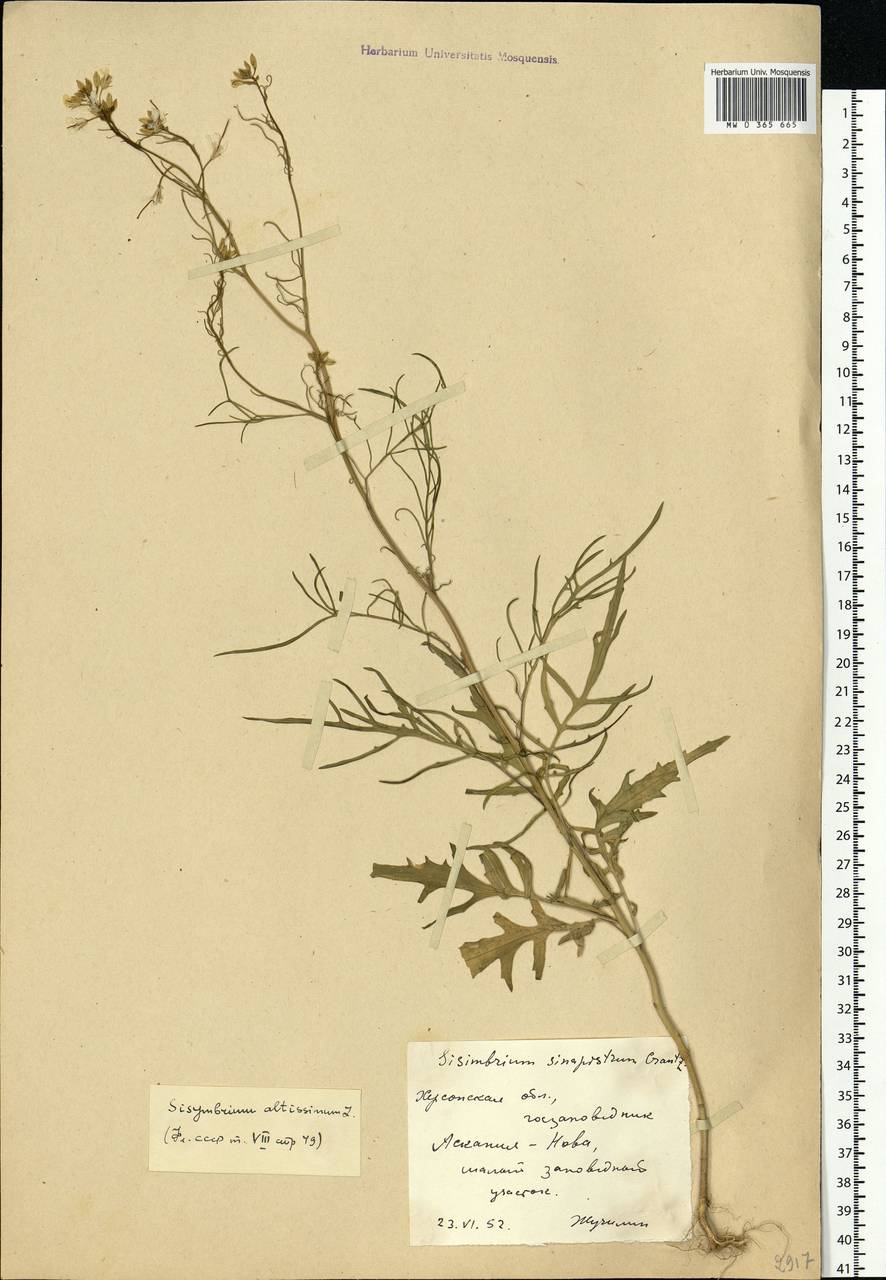 Sisymbrium altissimum L., Eastern Europe, South Ukrainian region (E12) (Ukraine)