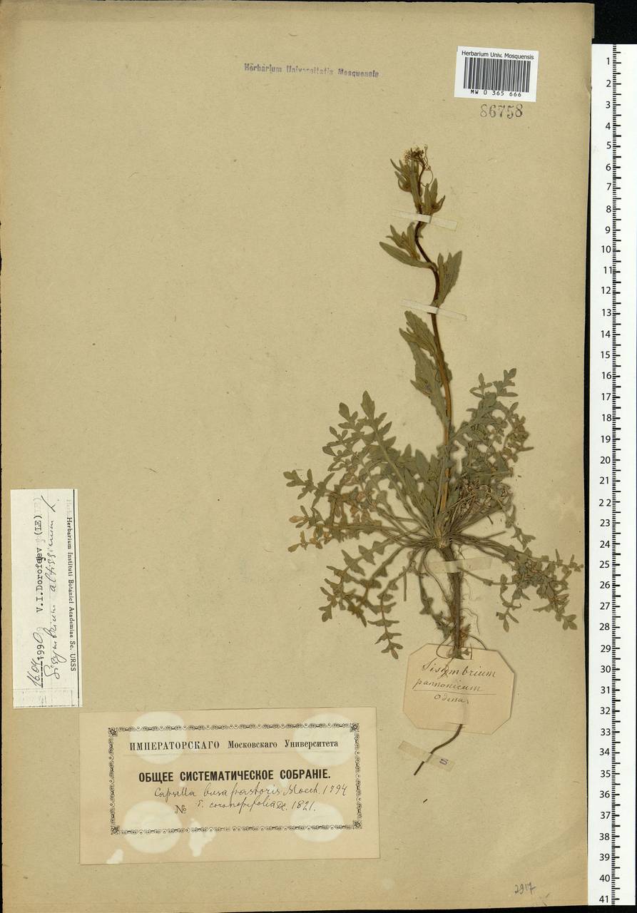 Sisymbrium altissimum L., Eastern Europe, South Ukrainian region (E12) (Ukraine)