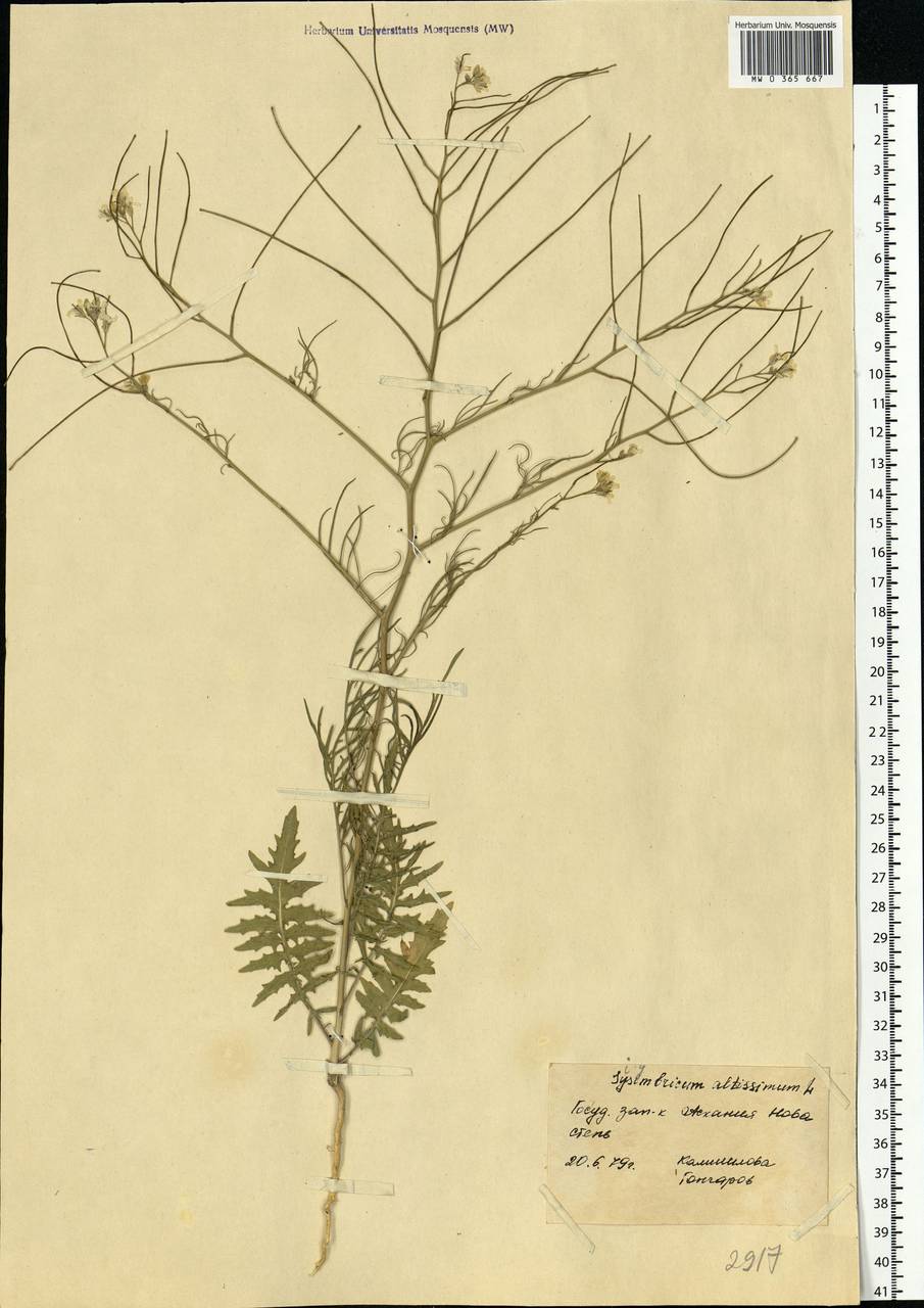 Sisymbrium altissimum L., Eastern Europe, South Ukrainian region (E12) (Ukraine)