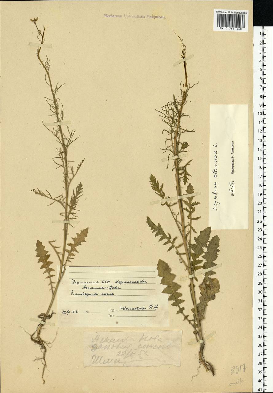 Sisymbrium altissimum L., Eastern Europe, South Ukrainian region (E12) (Ukraine)