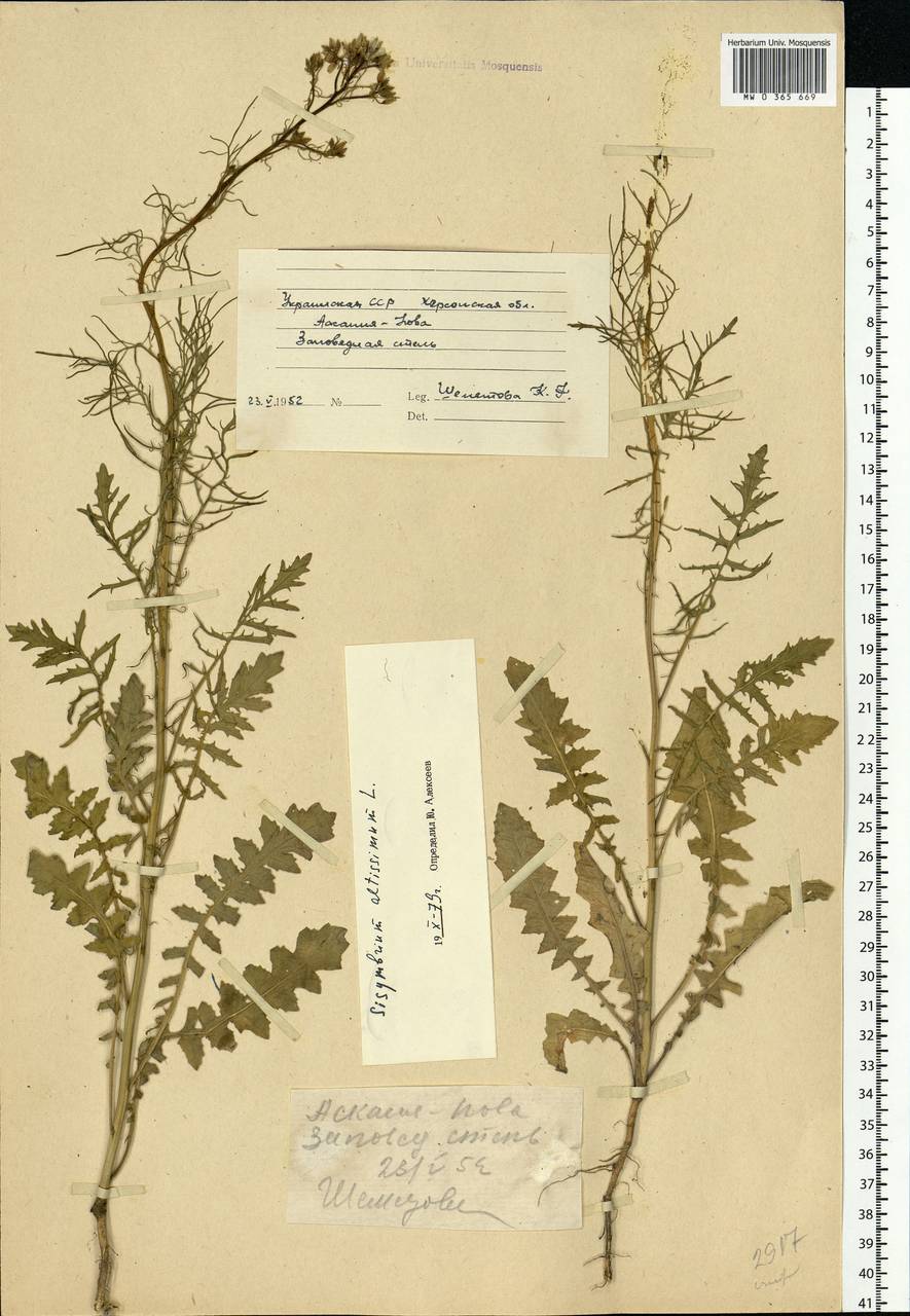 Sisymbrium altissimum L., Eastern Europe, South Ukrainian region (E12) (Ukraine)