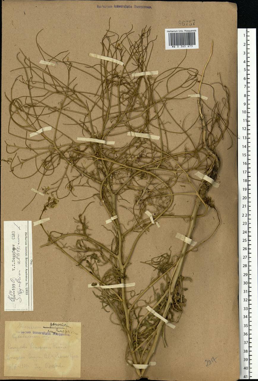 Sisymbrium altissimum L., Eastern Europe, Rostov Oblast (E12a) (Russia)