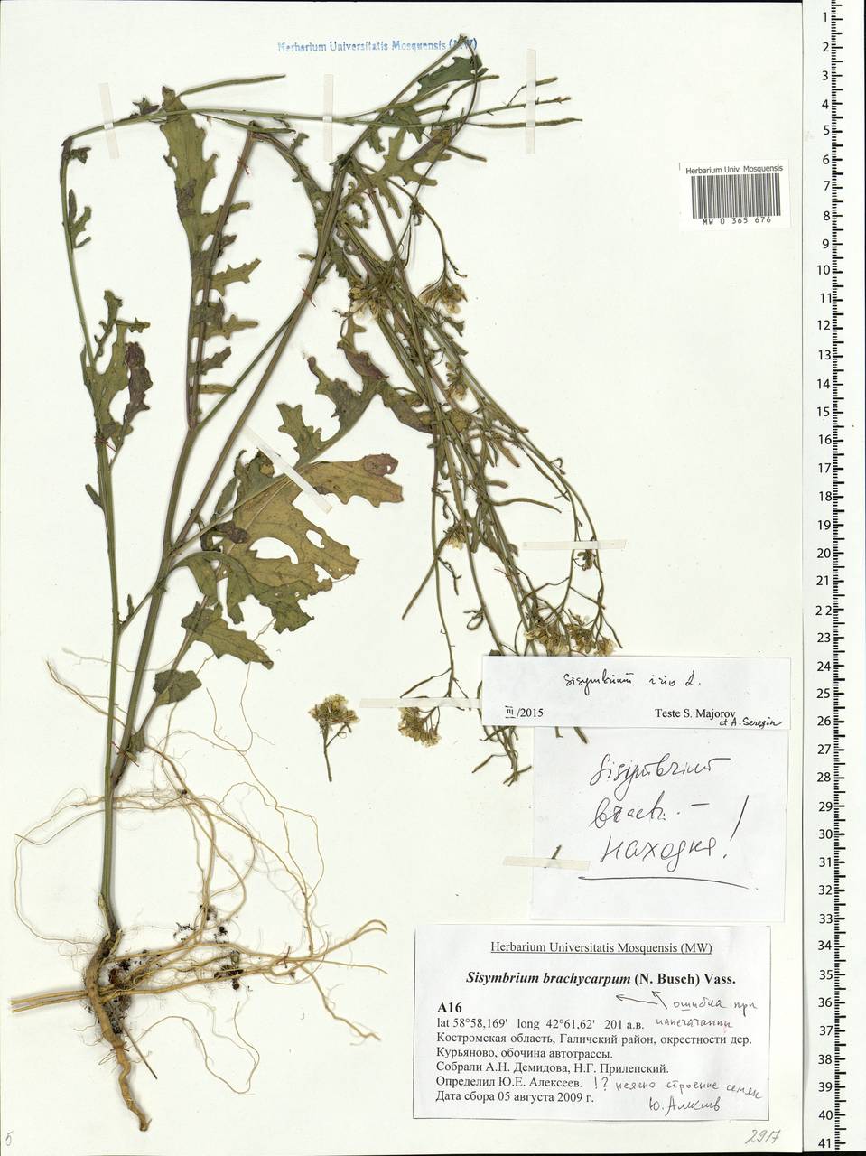 Sisymbrium irio L., Eastern Europe, Central forest region (E5) (Russia)