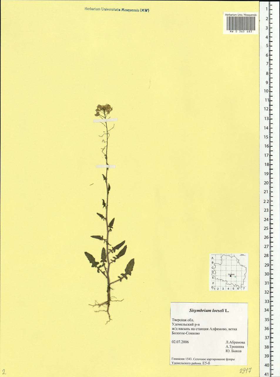 Sisymbrium loeselii L., Eastern Europe, North-Western region (E2) (Russia)