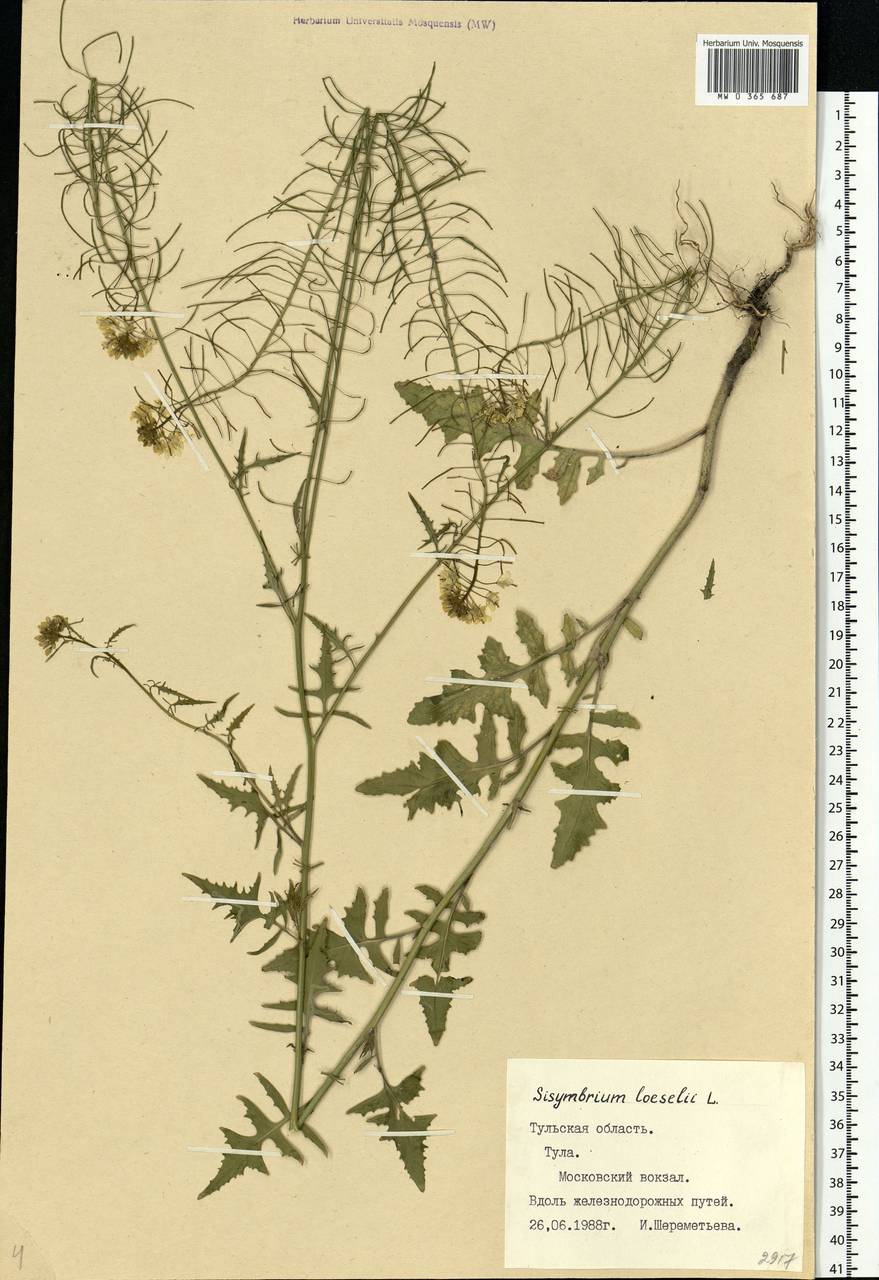Sisymbrium loeselii L., Eastern Europe, Central region (E4) (Russia)