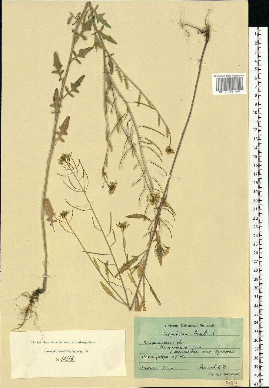 Sisymbrium loeselii L., Eastern Europe, Central region (E4) (Russia)